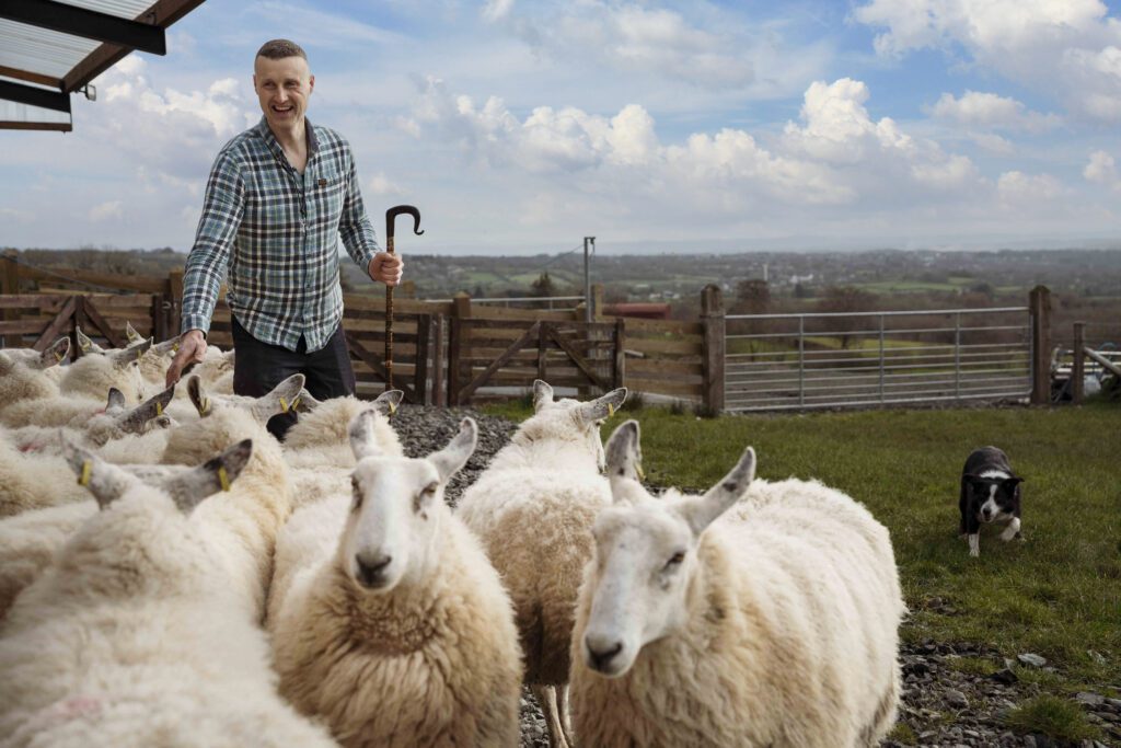 A shepherd with a staff guides his sheep. Set in countryside in County Derry.